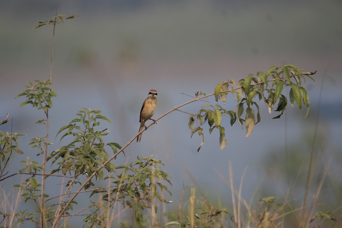 Brown Shrike - ML620733810