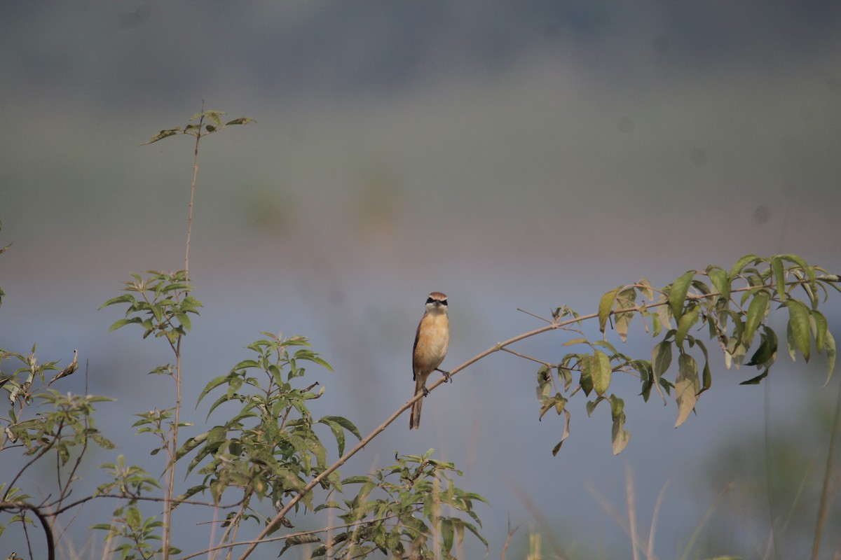 Brown Shrike - ML620733811