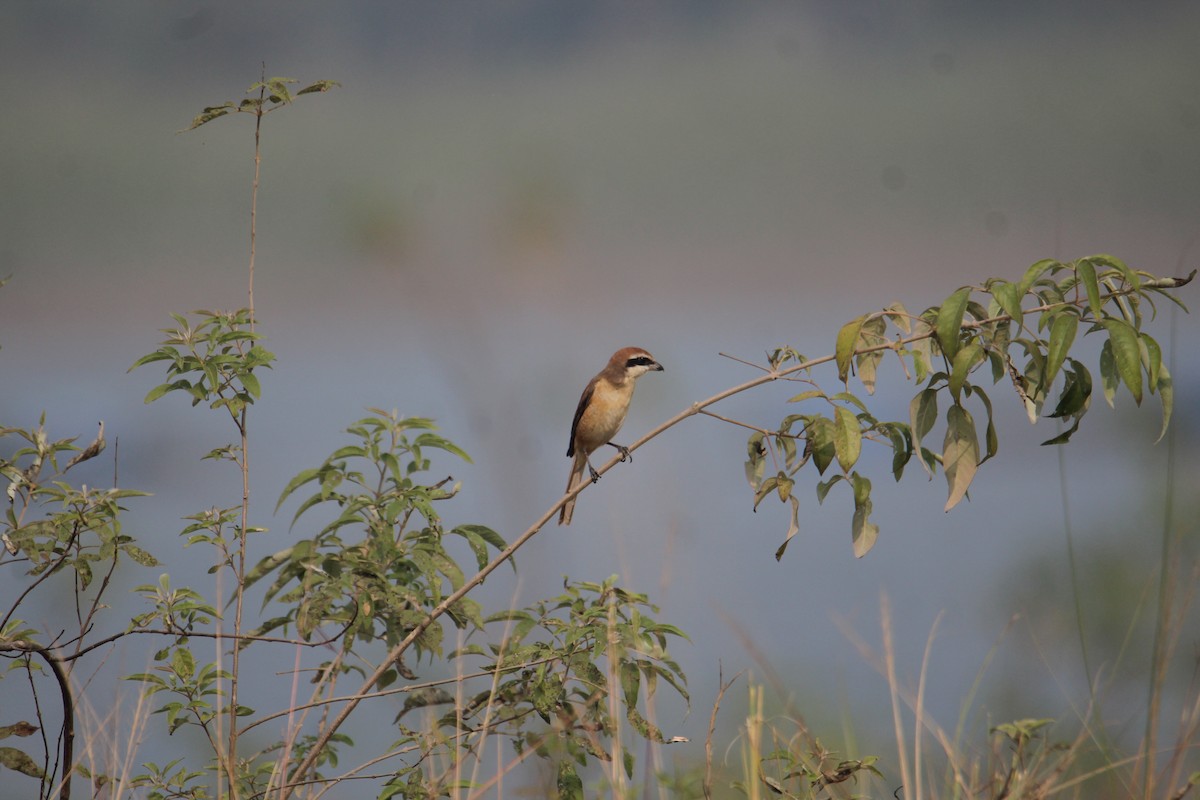 Brown Shrike - ML620733813