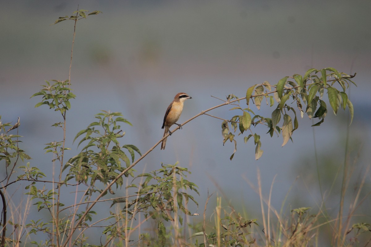 Brown Shrike - ML620733814