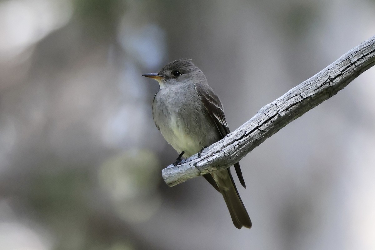 Western Wood-Pewee - Alice Church