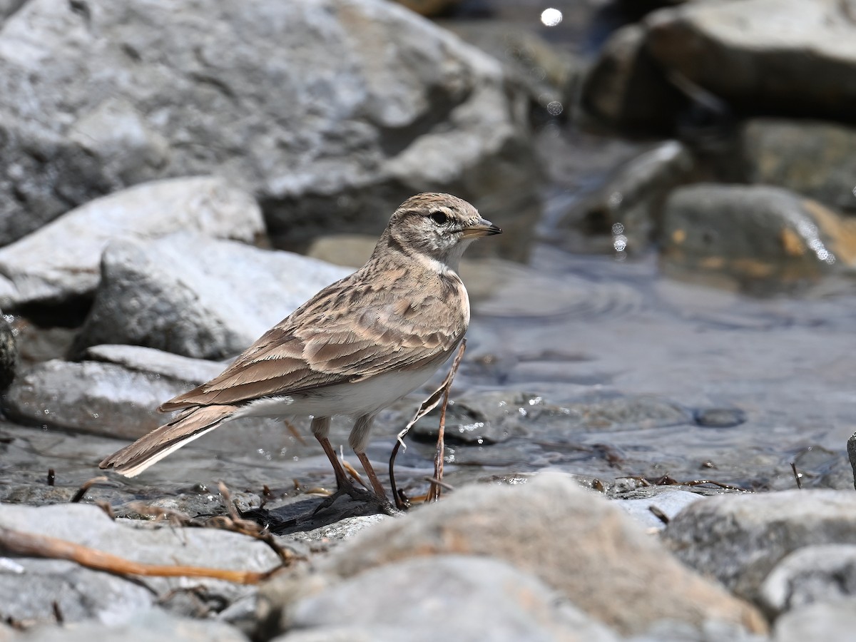 Hume's Lark - ML620733818