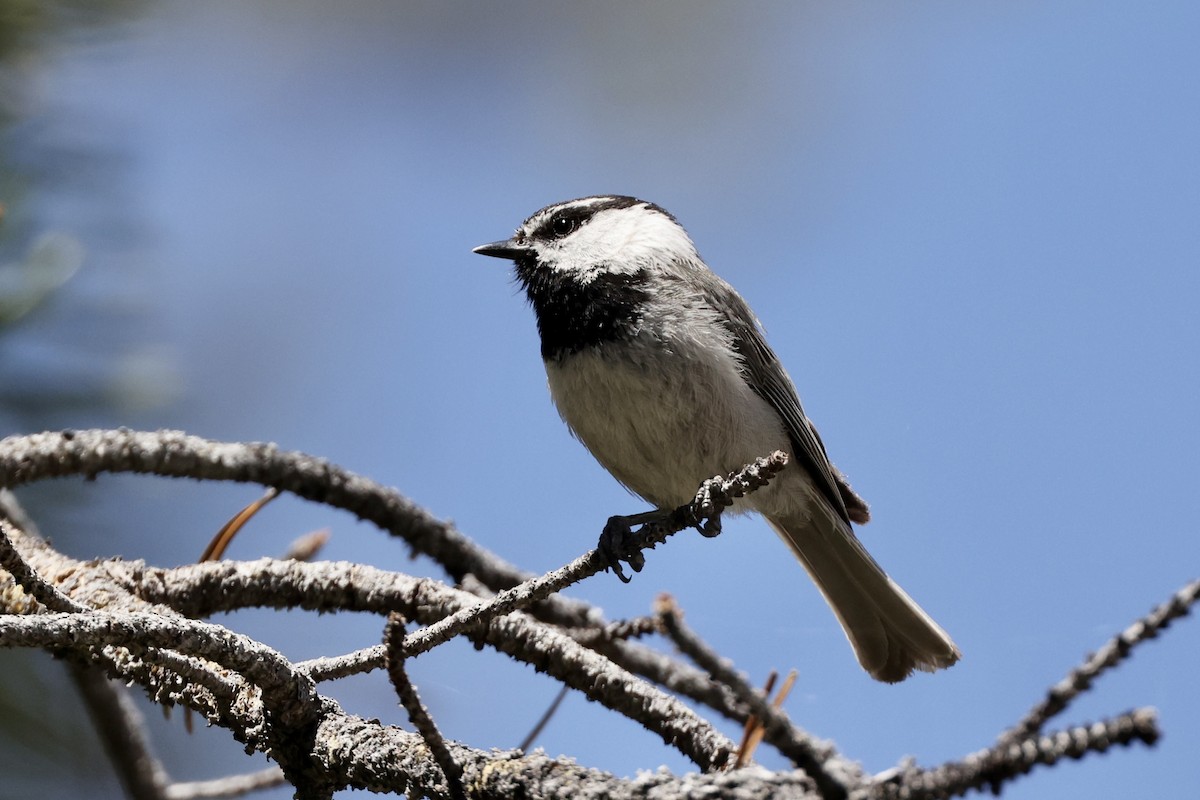 Mountain Chickadee - ML620733821