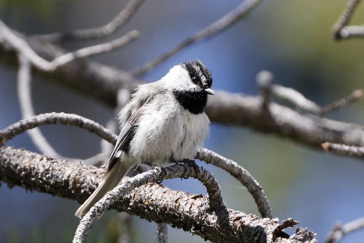 Mountain Chickadee - ML620733822