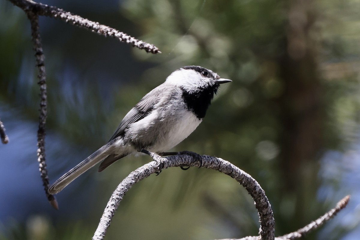 Mountain Chickadee - ML620733824