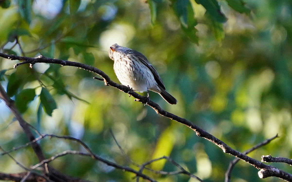 Rufous Whistler - ML620733827