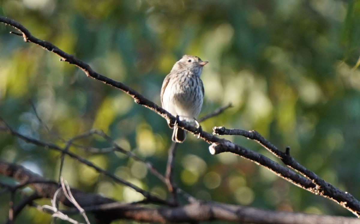 Rufous Whistler - ML620733829