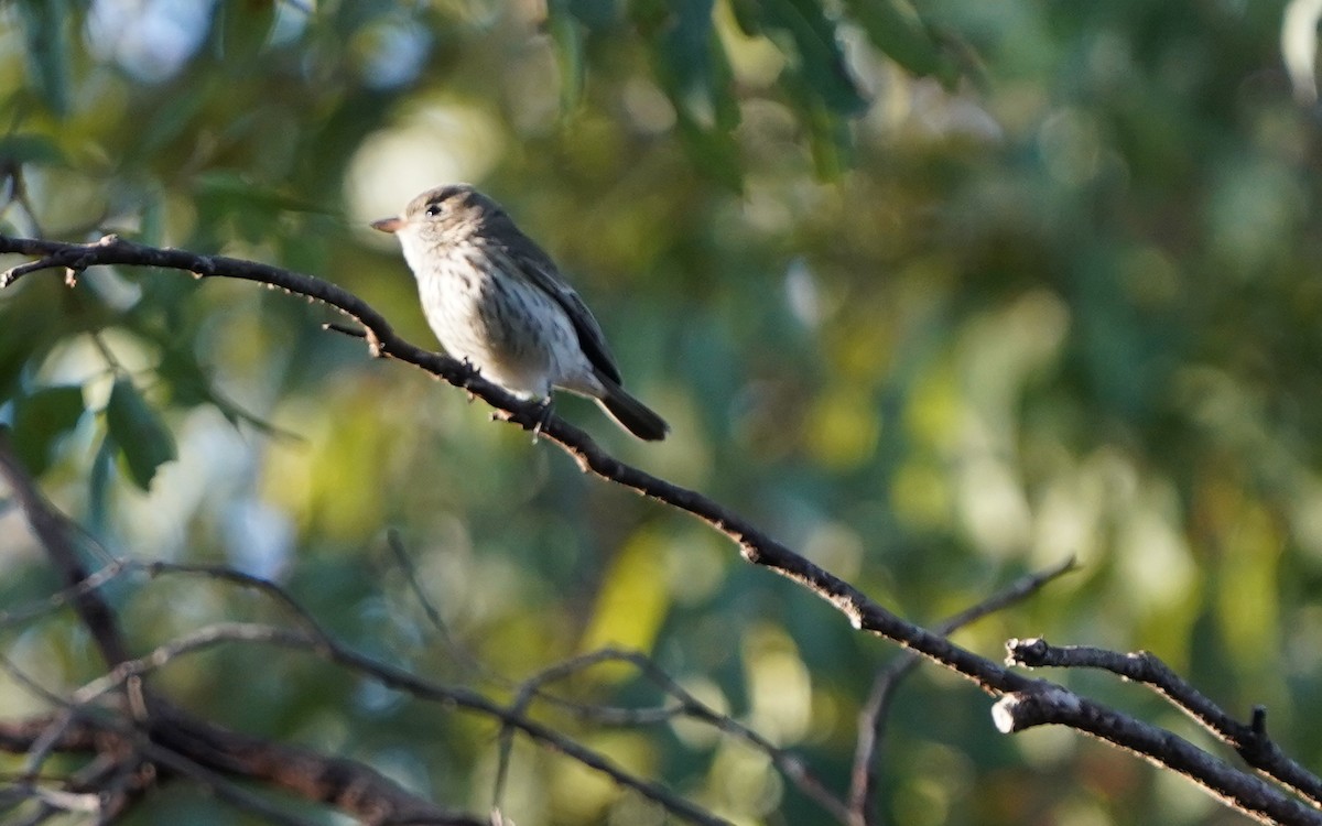 Rufous Whistler - ML620733830