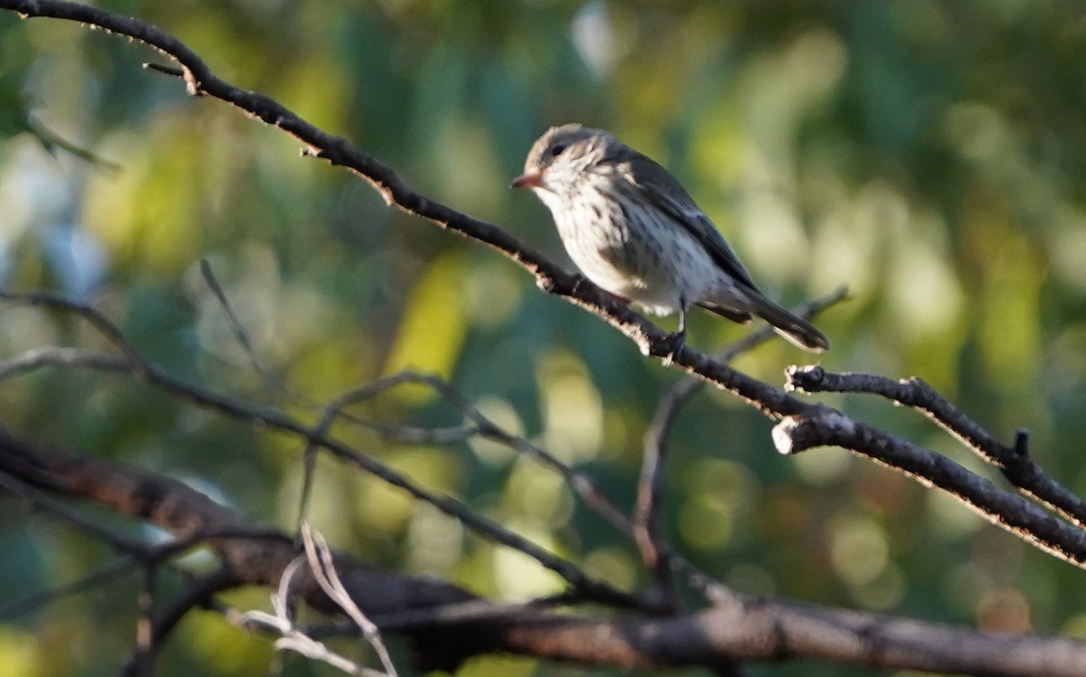 Rufous Whistler - ML620733831