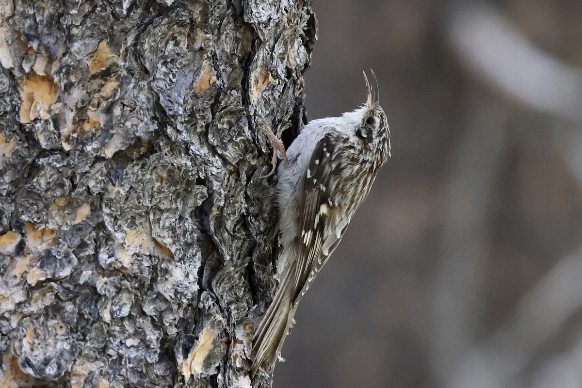 Brown Creeper - Alice Church