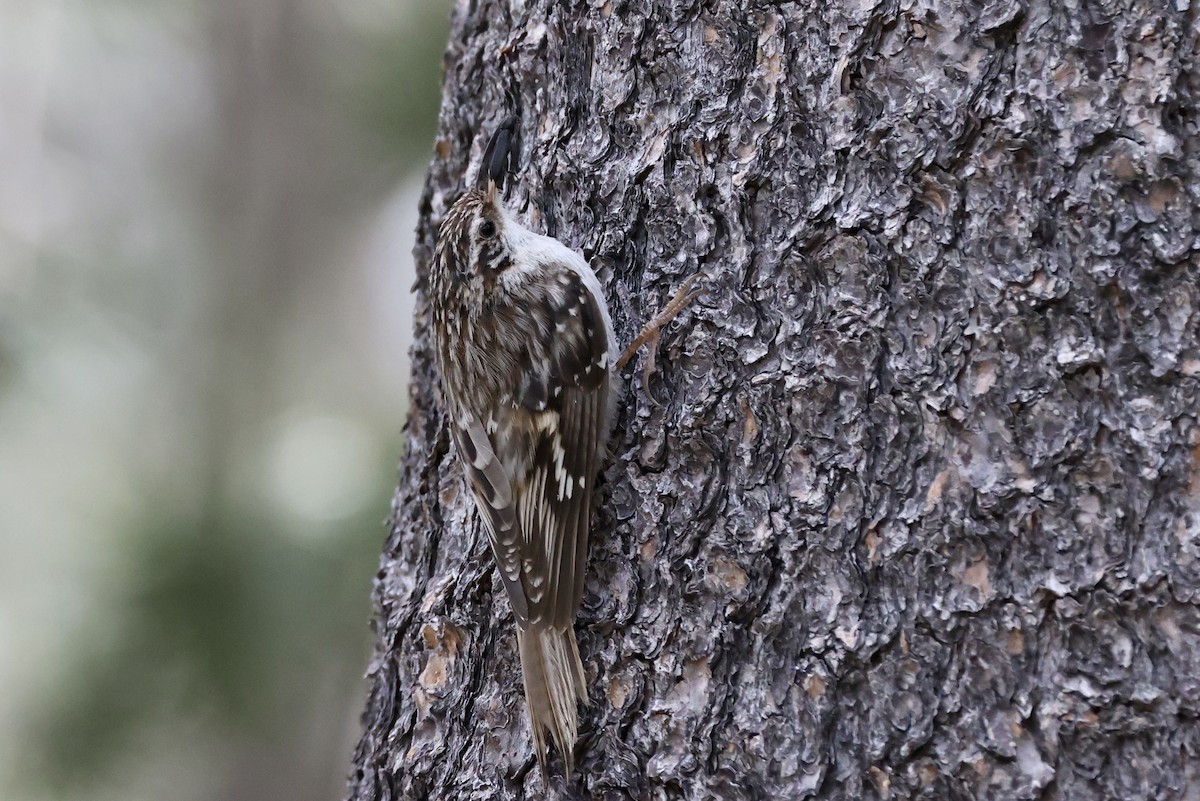 Brown Creeper - ML620733833