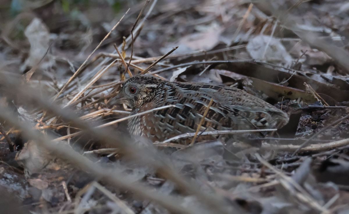 Painted Buttonquail - ML620733834