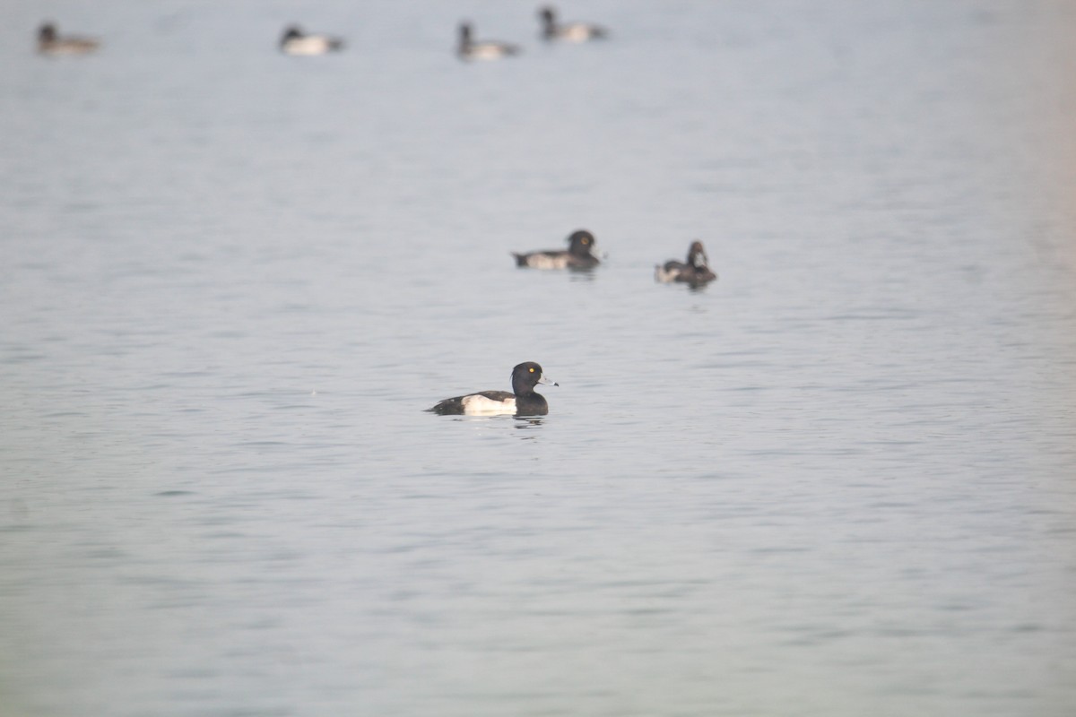 Tufted Duck - ML620733835