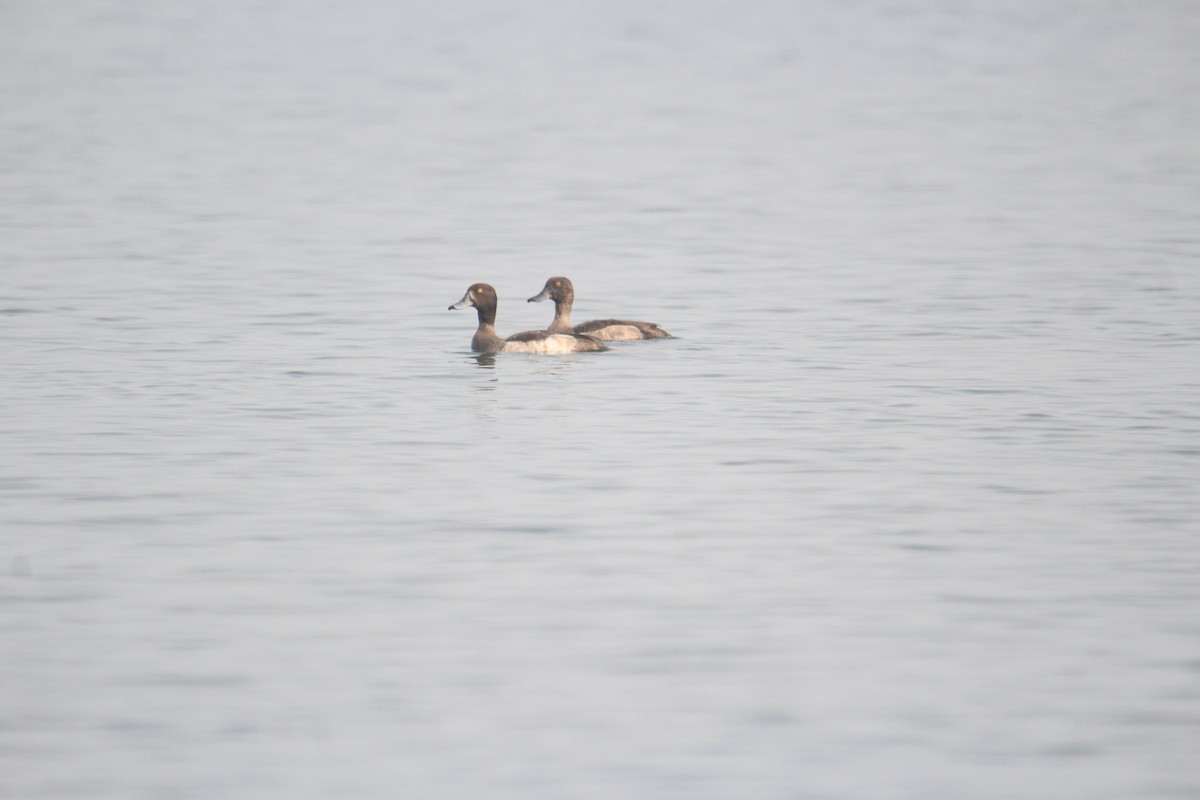 Tufted Duck - ML620733836