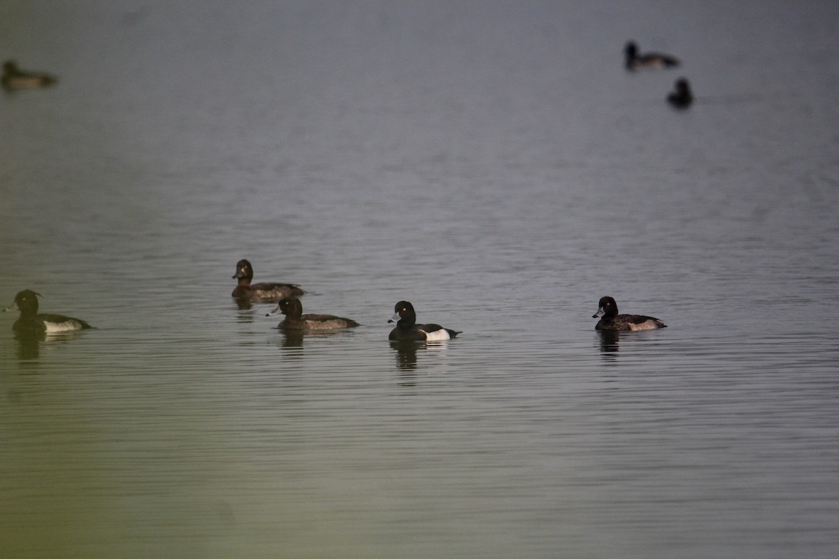 Tufted Duck - ML620733837