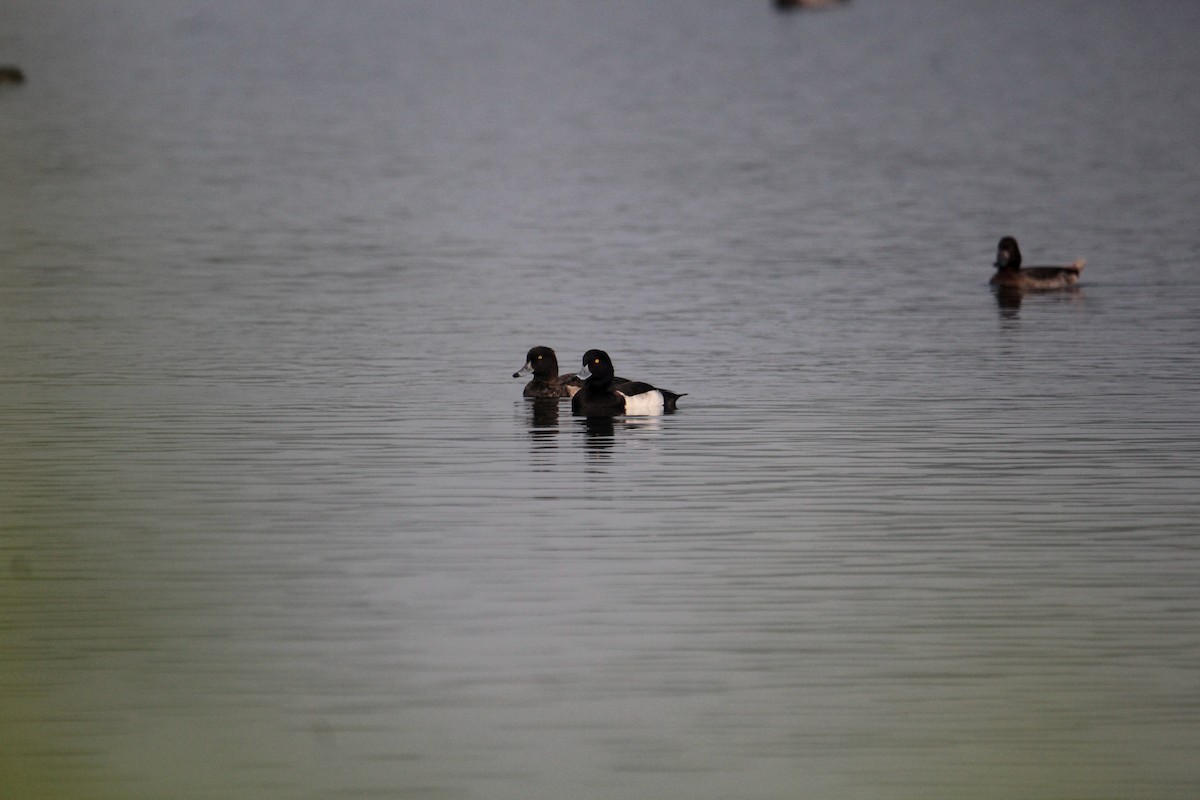 Tufted Duck - ML620733838