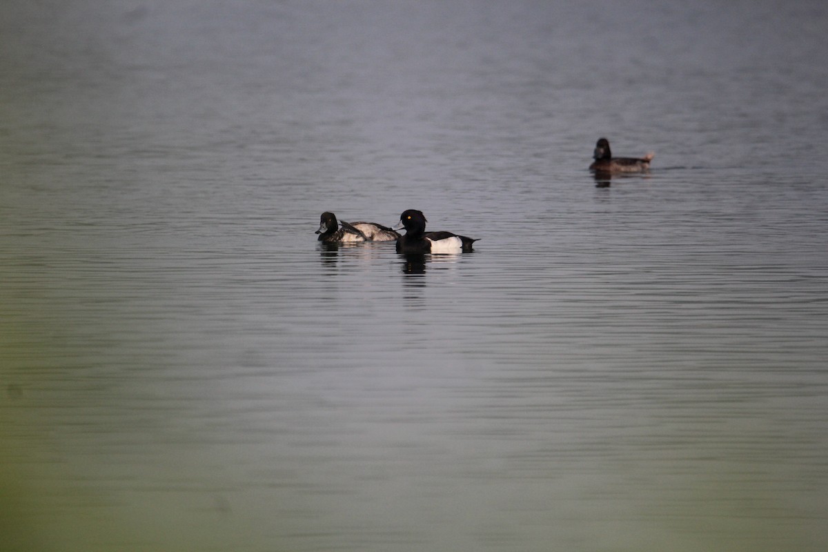 Tufted Duck - ML620733839