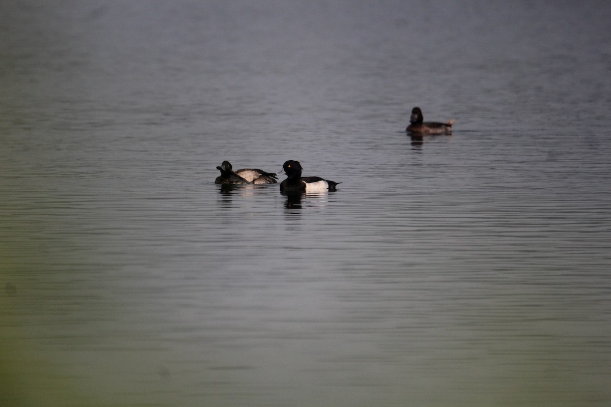 Tufted Duck - ML620733840