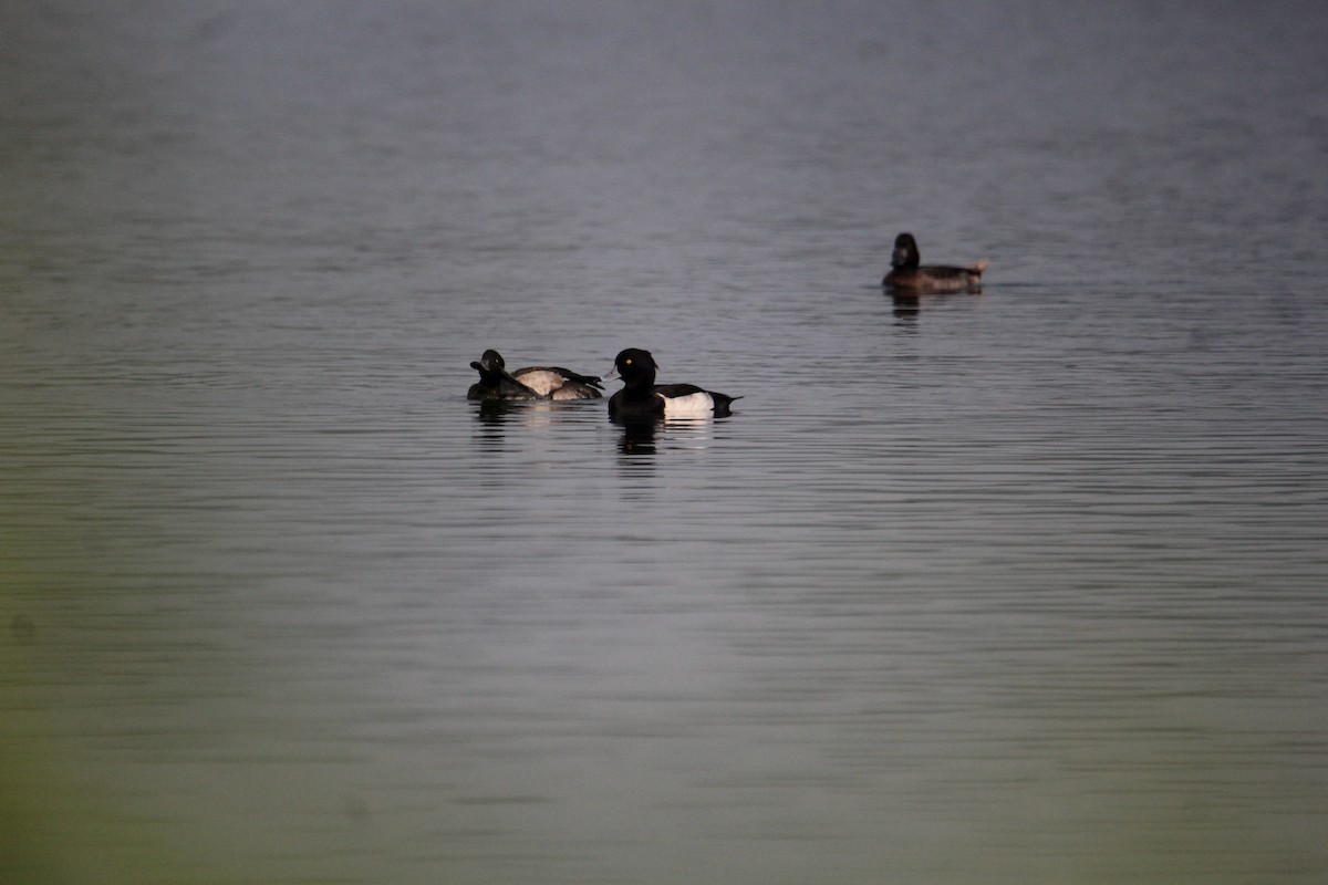 鳳頭潛鴨 - ML620733840