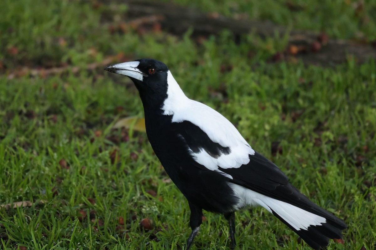 Australian Magpie (Western) - ML620733844