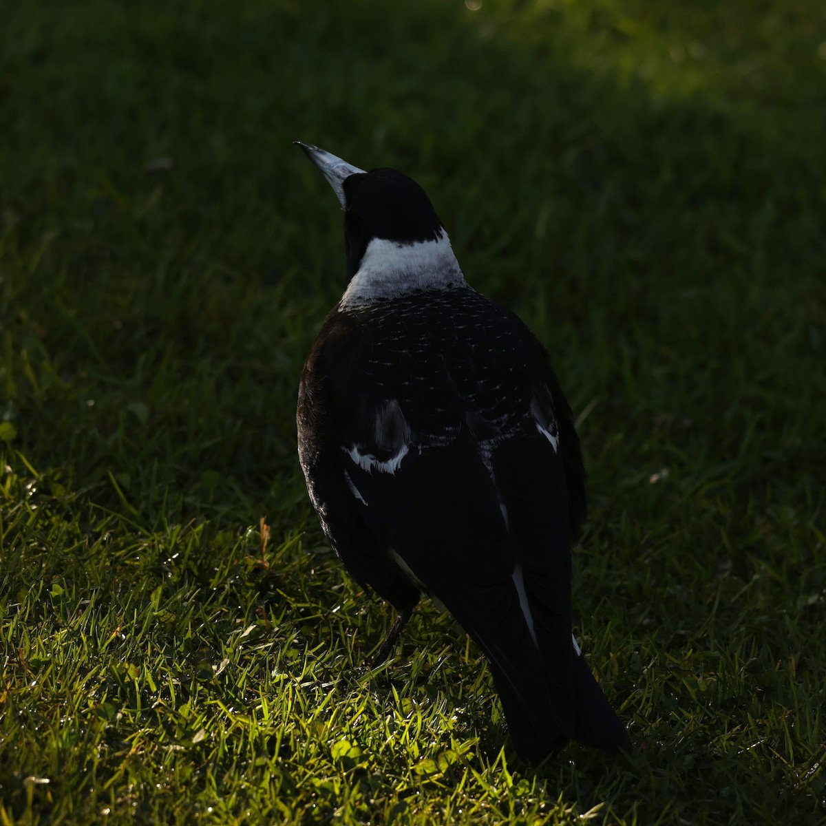 Australian Magpie (Western) - ML620733847