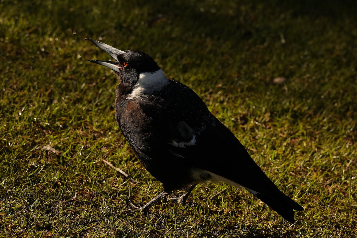 Australian Magpie (Western) - ML620733849