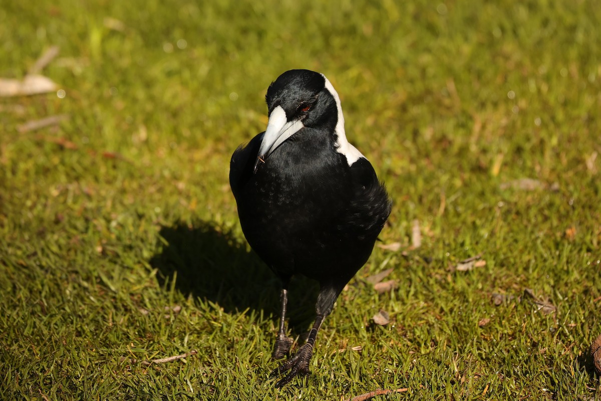 Australian Magpie (Western) - ML620733850