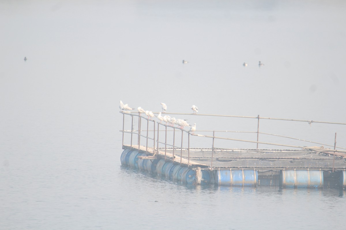 Brown-headed Gull - ML620733852