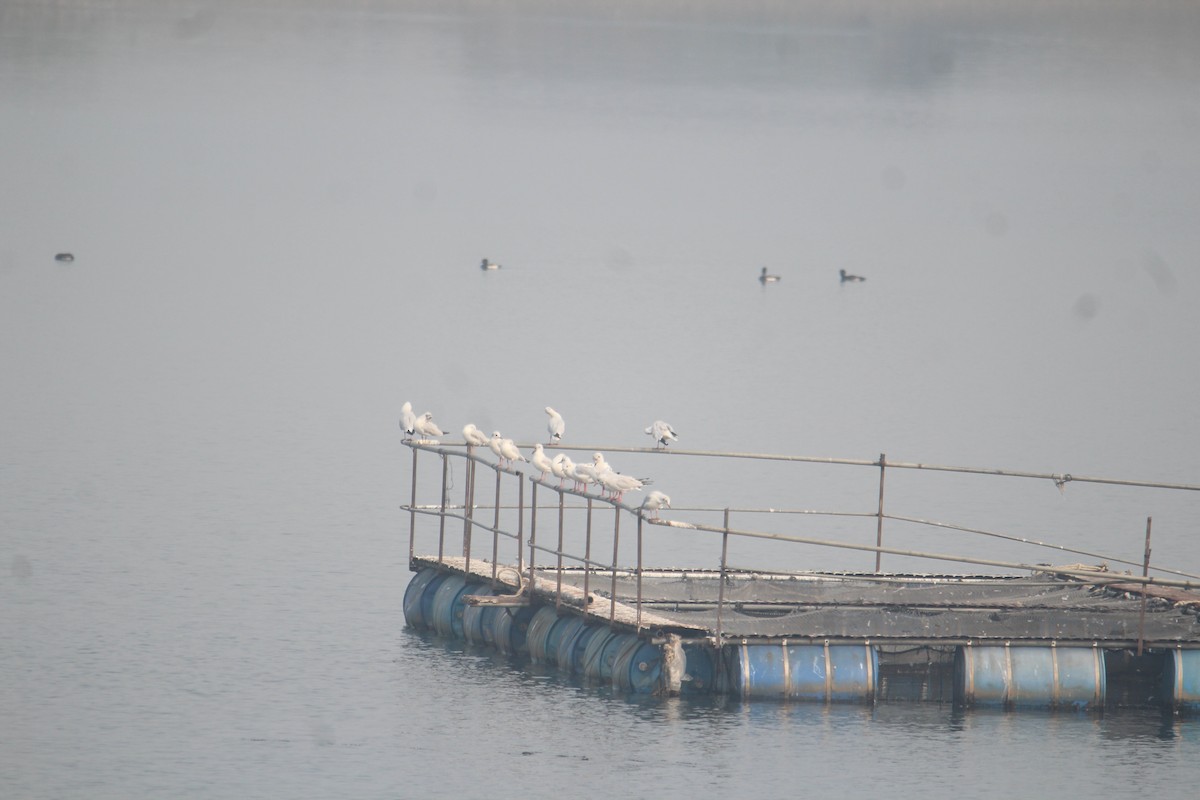 Brown-headed Gull - ML620733853