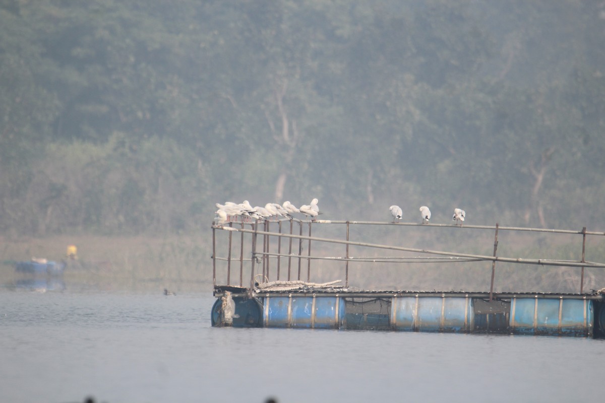 Brown-headed Gull - Karthick VS