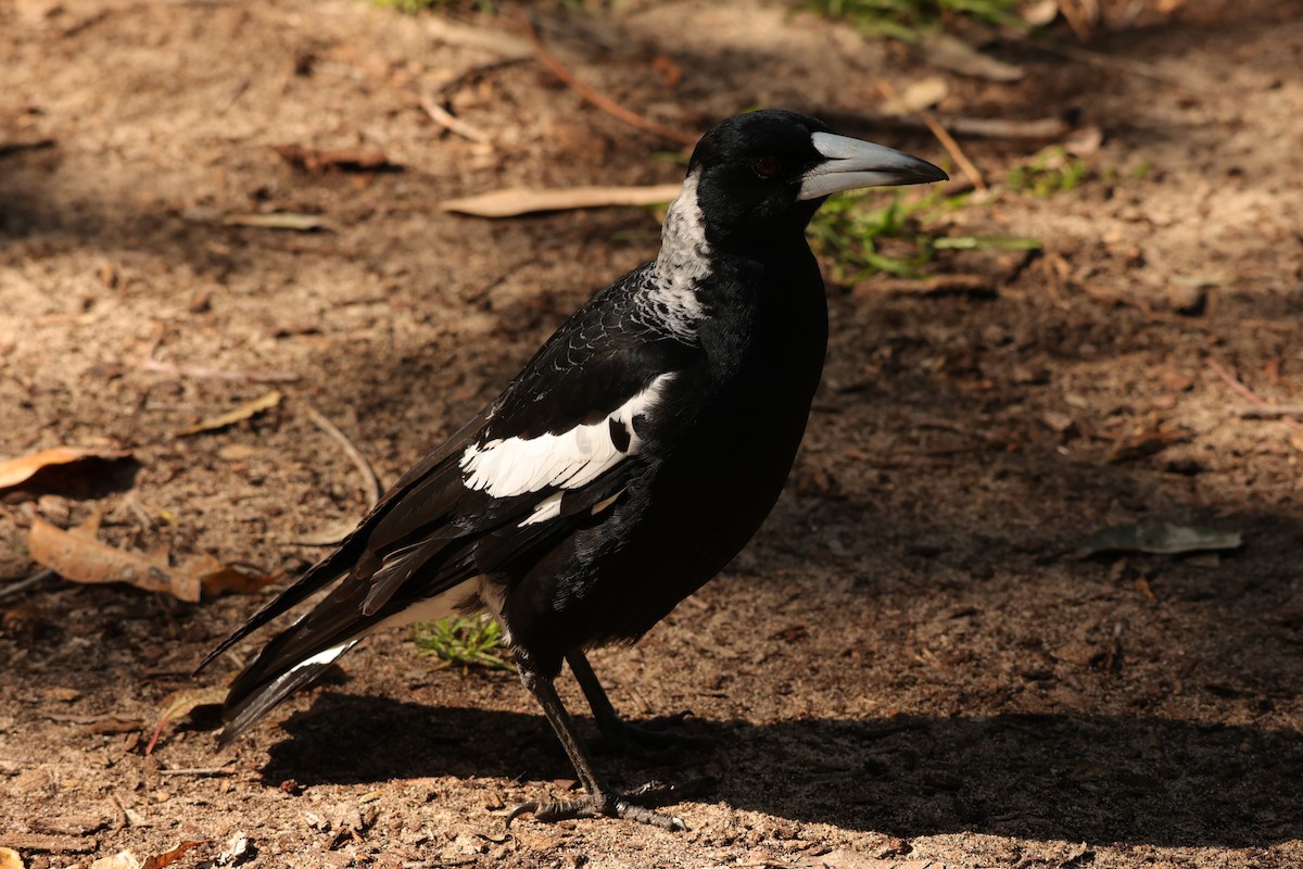 Australian Magpie (Western) - ML620733858