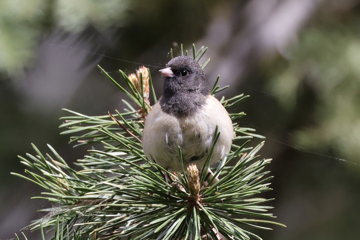 Junco ardoisé - ML620733859