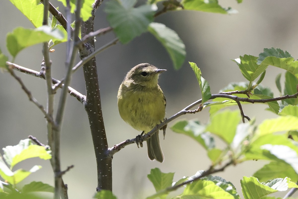 Orange-crowned Warbler - ML620733860