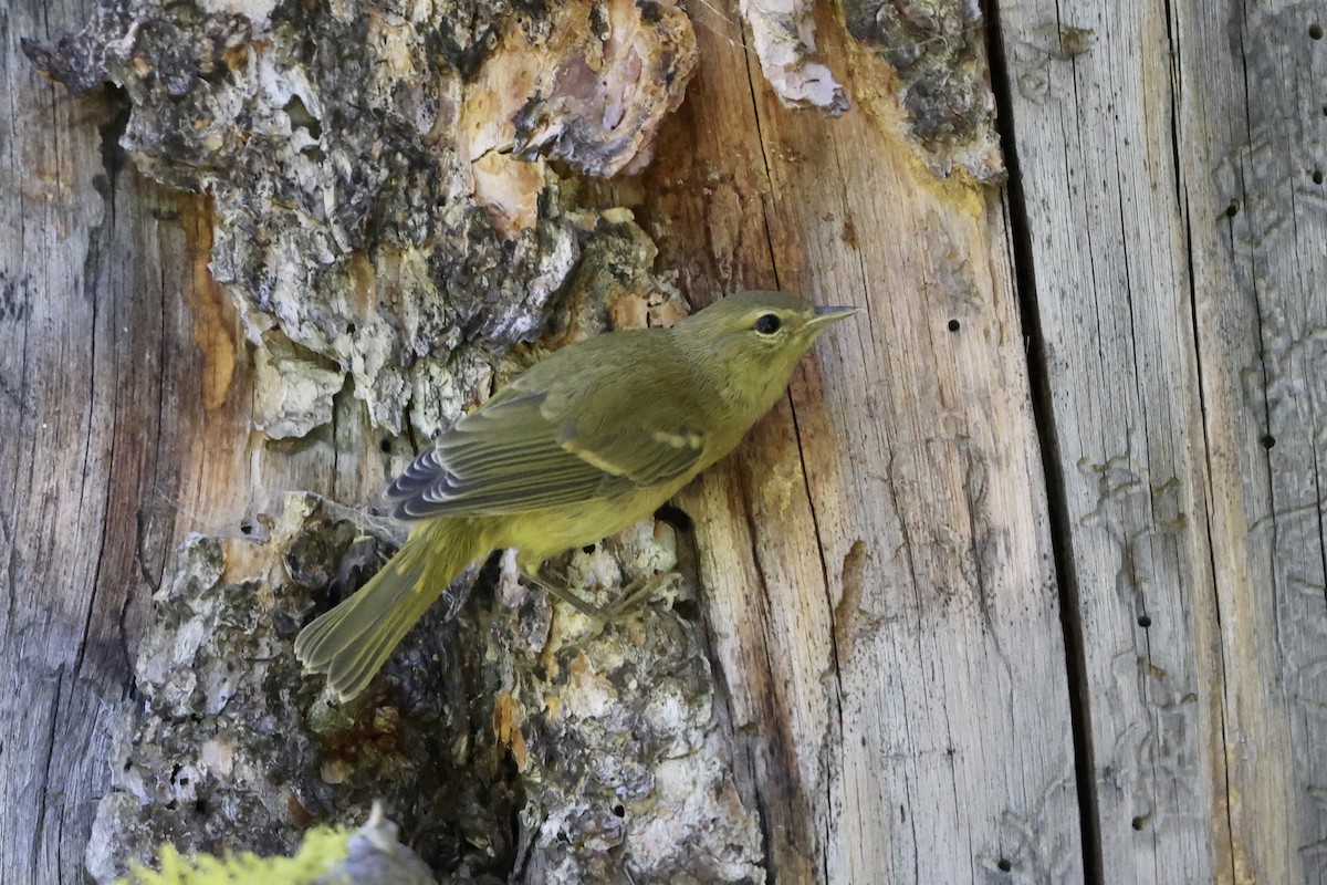 Orange-crowned Warbler - ML620733861