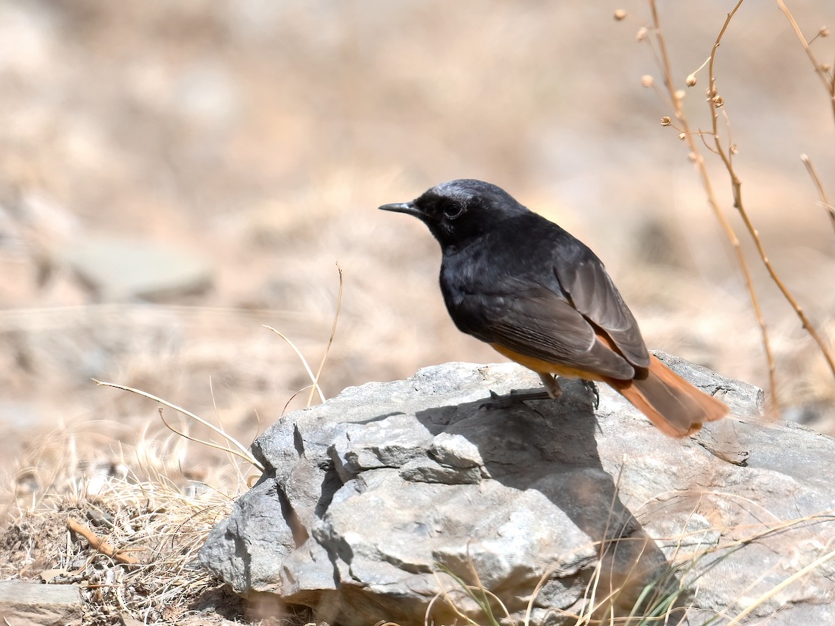 Black Redstart - ML620733863