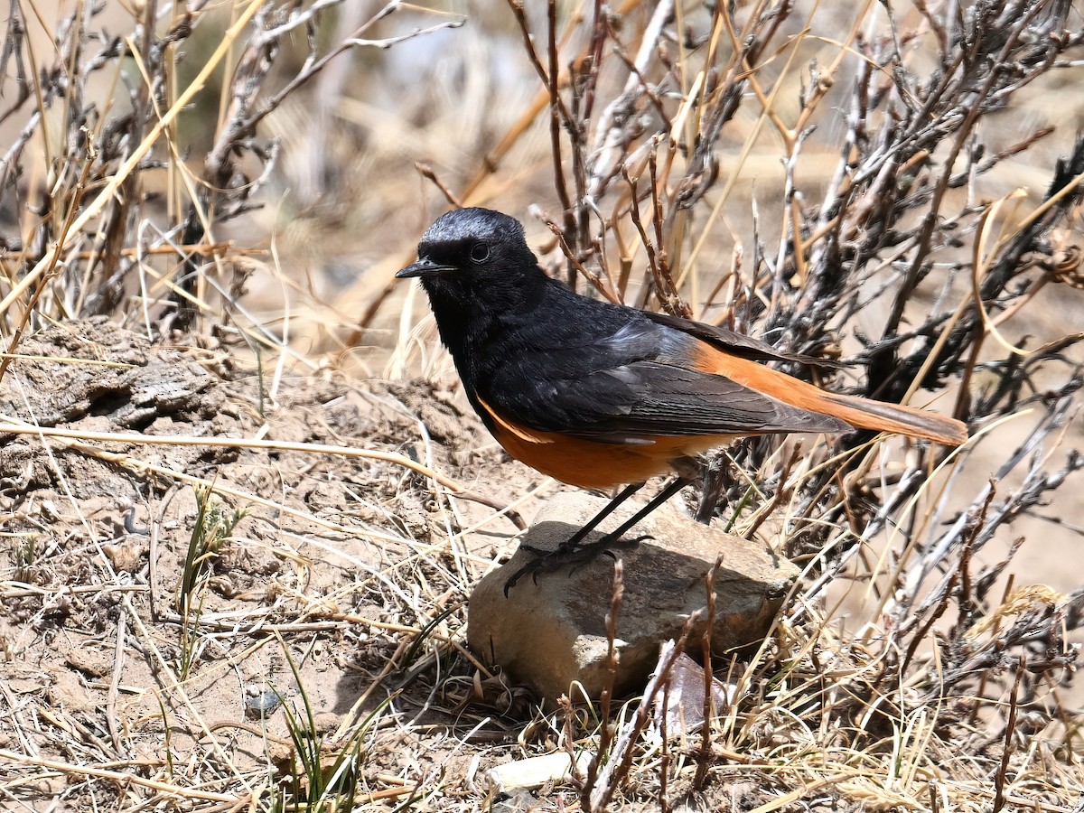 Black Redstart - ML620733864