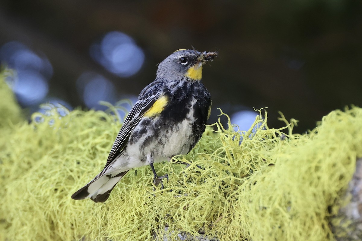 Yellow-rumped Warbler - ML620733865