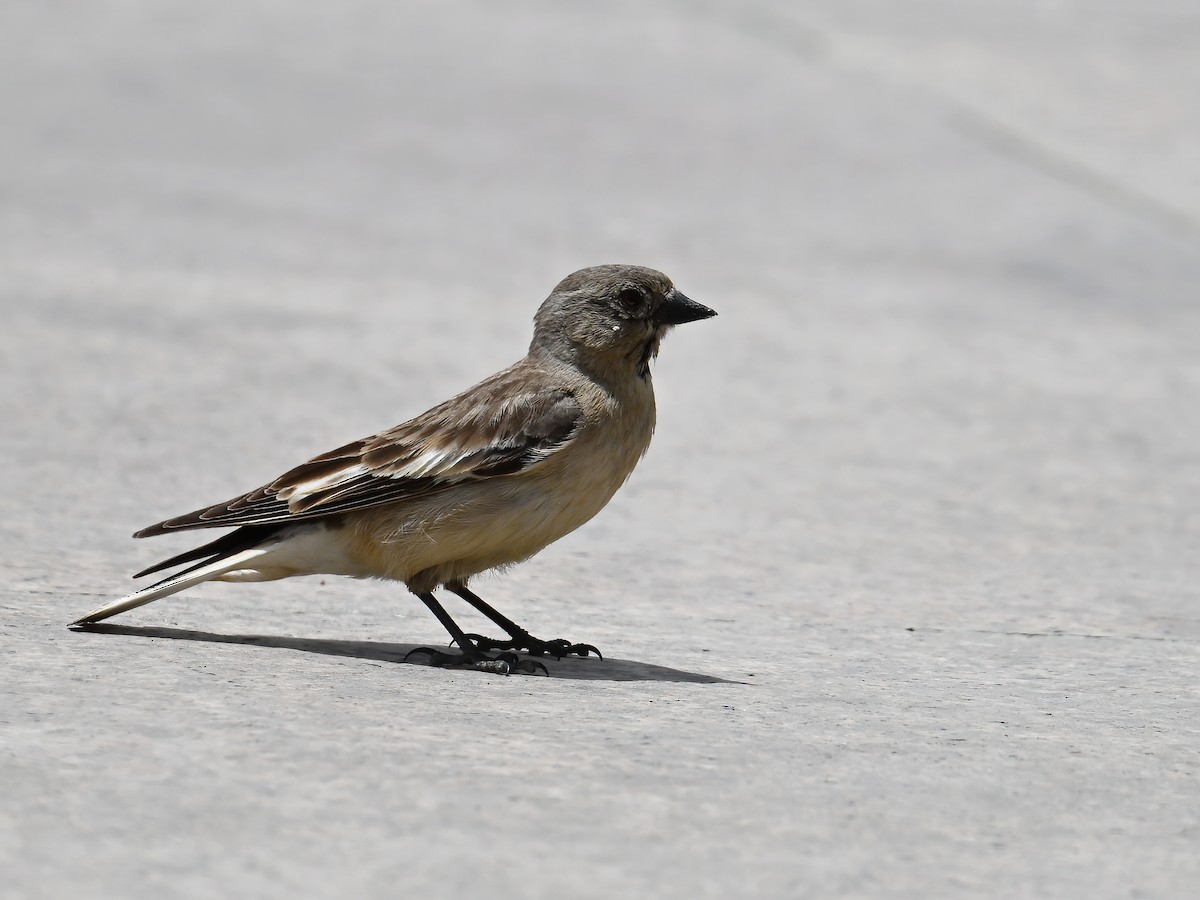 Black-winged Snowfinch - ML620733866