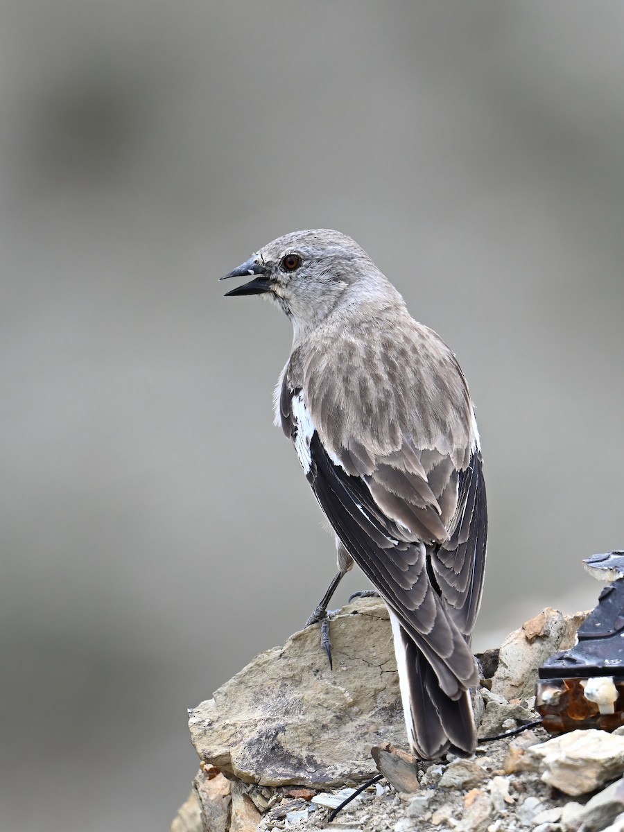 Black-winged Snowfinch - peng su