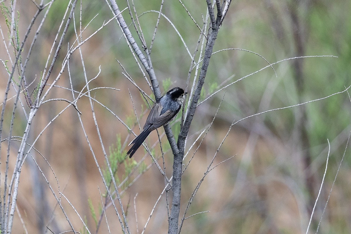 Silver-throated Tit - ML620733869