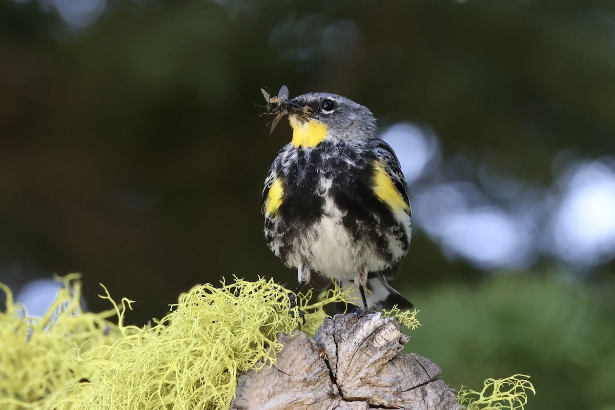 Yellow-rumped Warbler - ML620733870