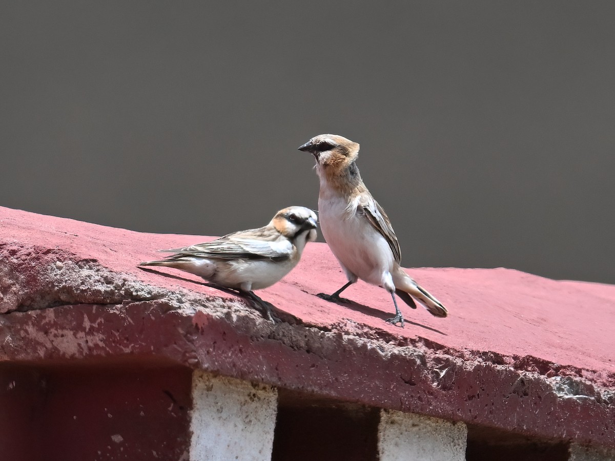 Rufous-necked Snowfinch - ML620733871