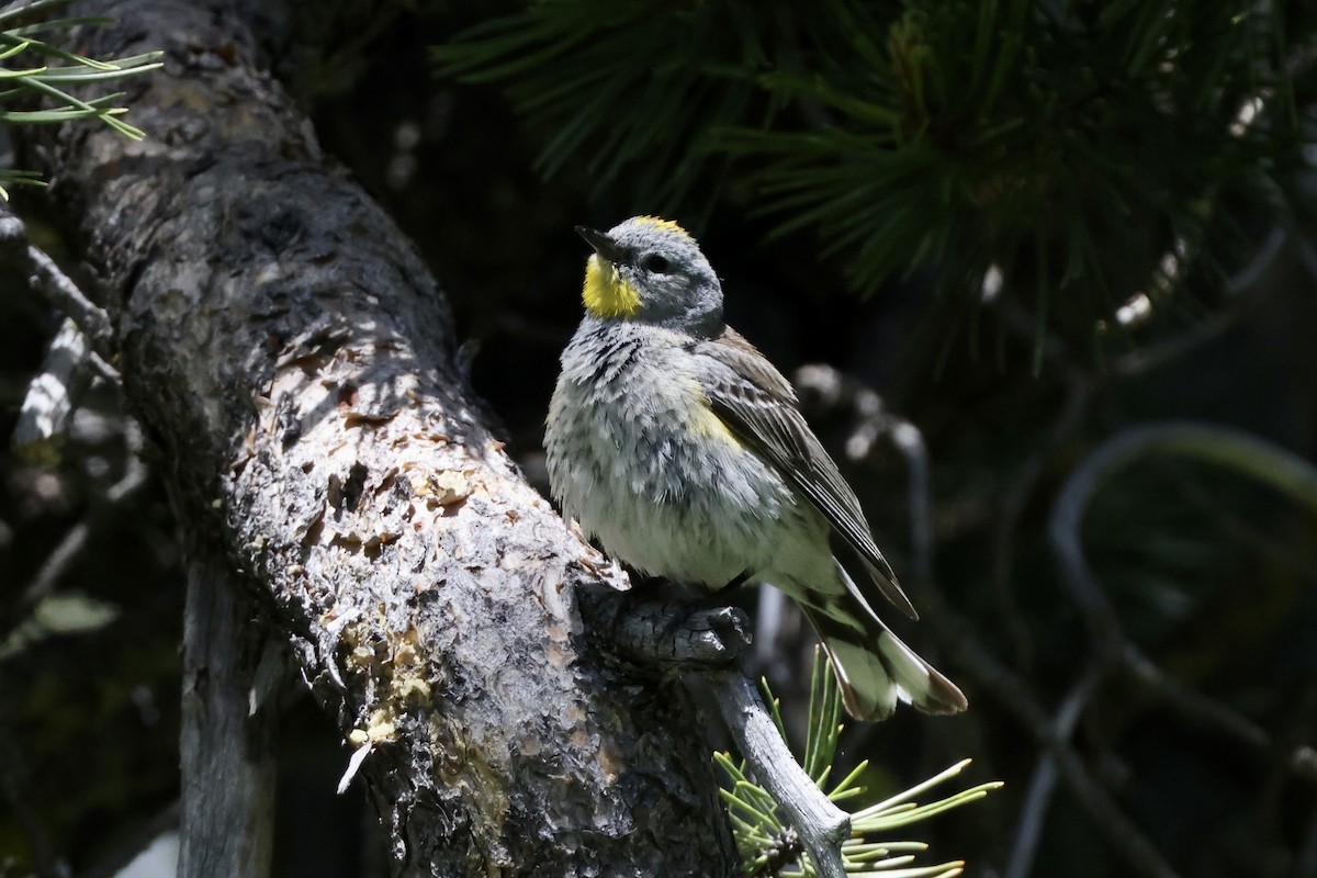 Paruline à croupion jaune - ML620733872