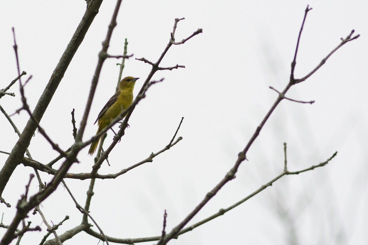 Orchard Oriole - ML620733873