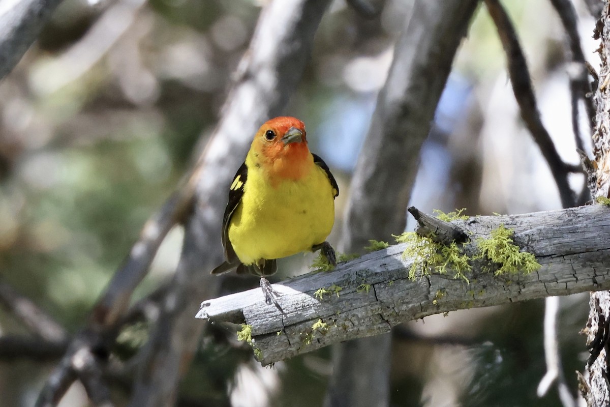 Western Tanager - ML620733874