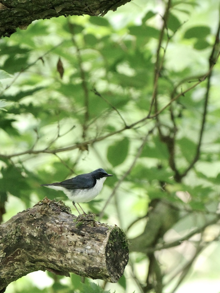 Siberian Blue Robin - ML620733877