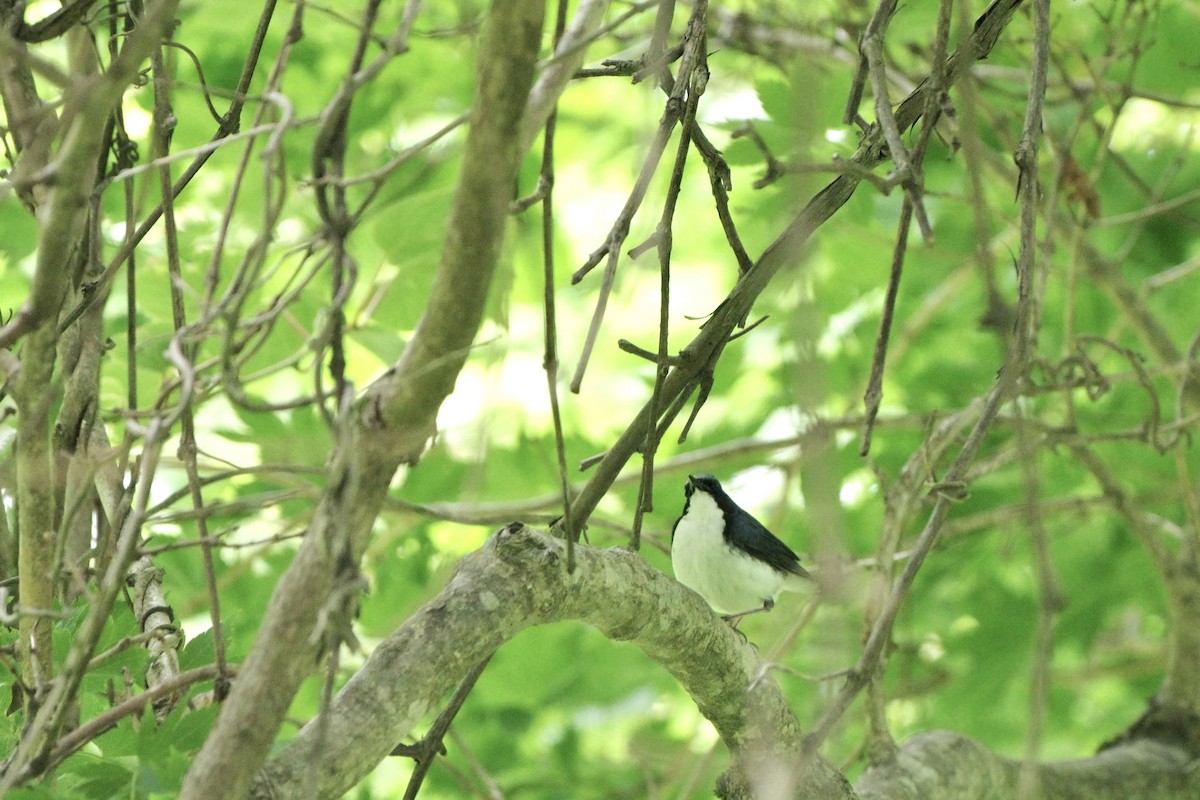 Siberian Blue Robin - ML620733879