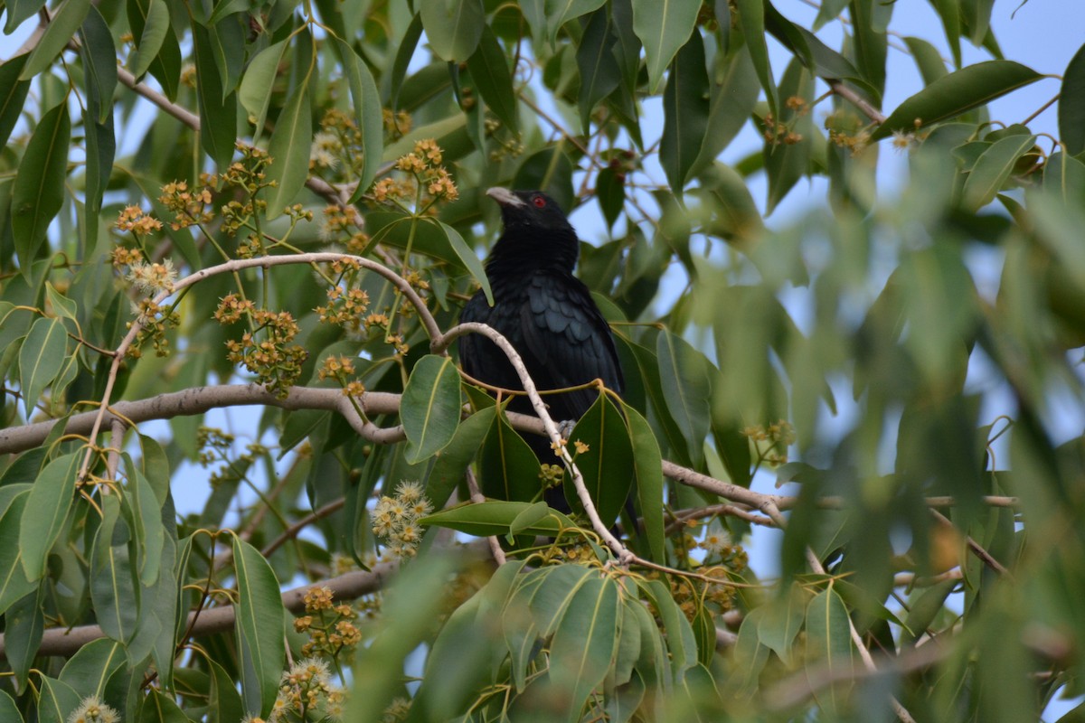 Asian Koel - ML620733880