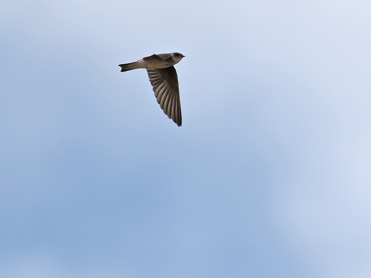 Pale Martin - ML620733881