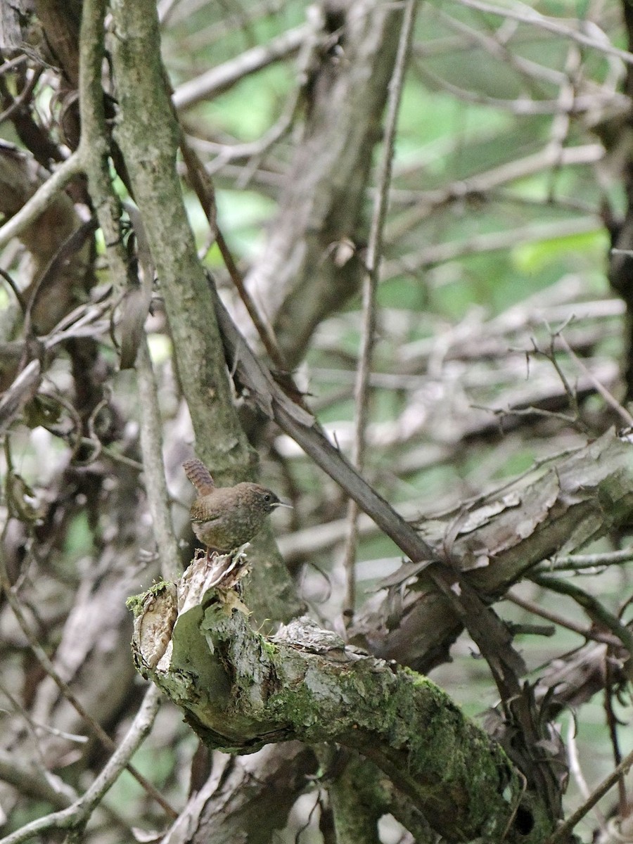 Eurasian Wren - ML620733882